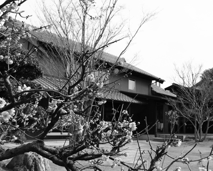 お店と梅の樹